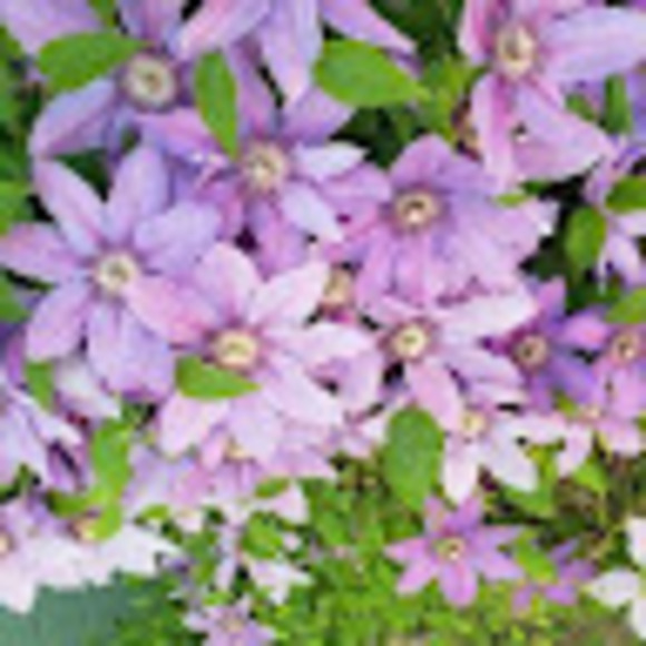 bellegrace9